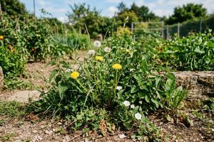 Mauvaise herbe : Révèle le secret de votre sol fertile !