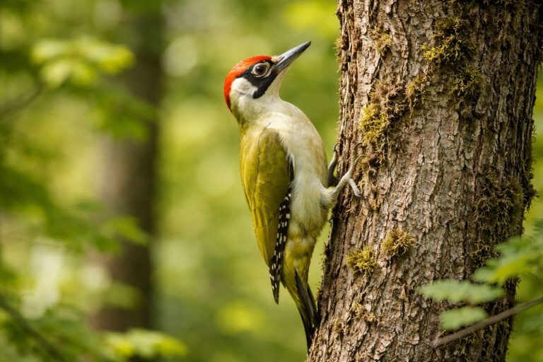 pivert oiseau
