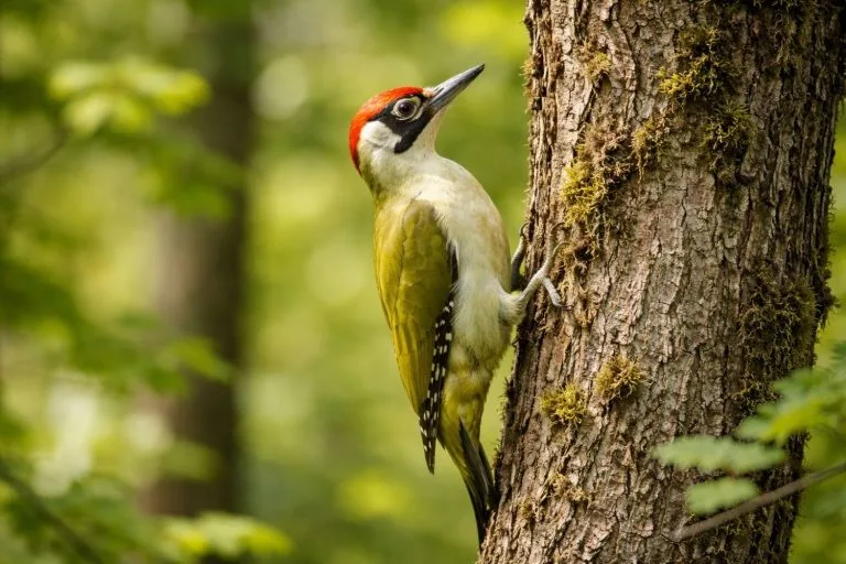 pivert oiseau