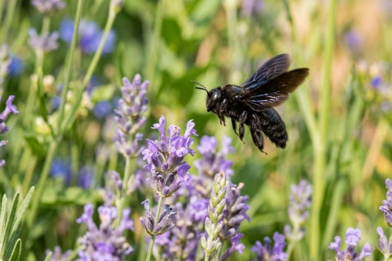 gros insecte noir volant
