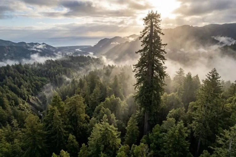 arbre le plus grand du monde