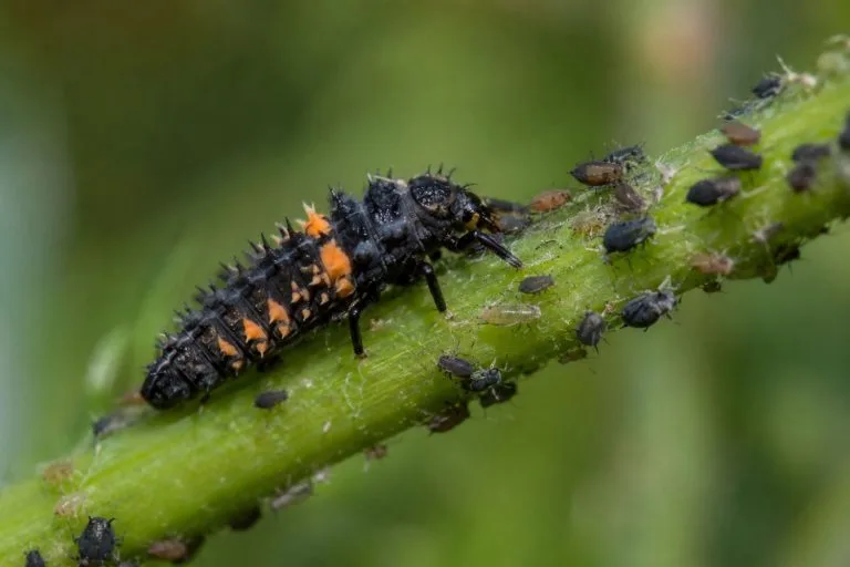 larve de coccinelle