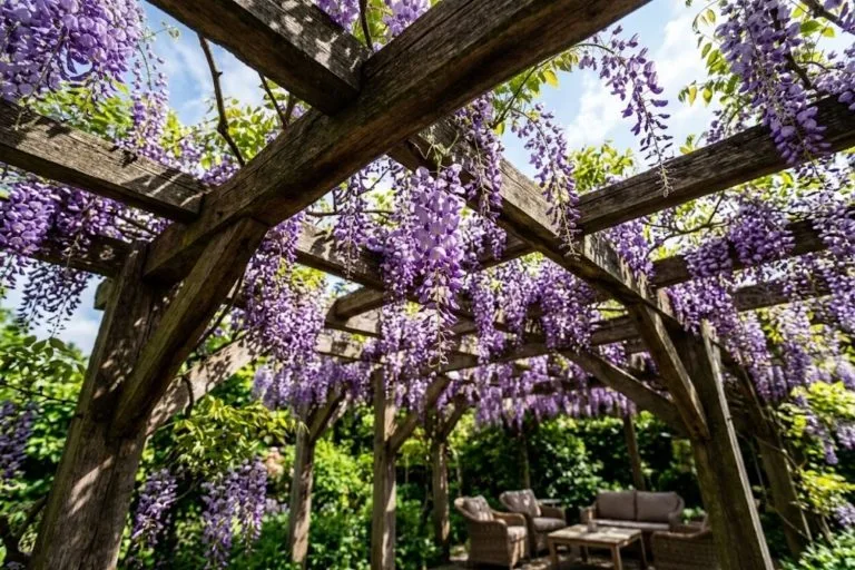 plante grimpante pour pergola